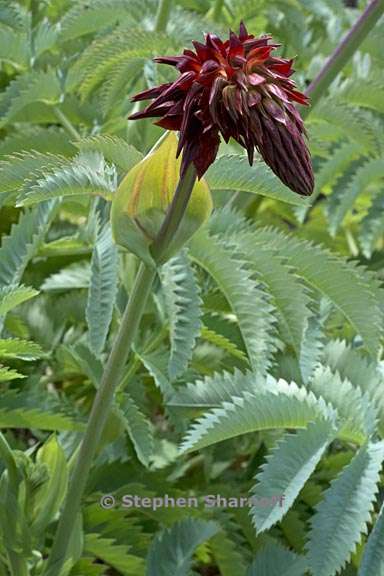 melianthus major 2 graphic